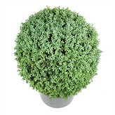 Buxus Evergreen