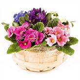 Time After Time plant